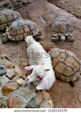 turtle giant tortoise