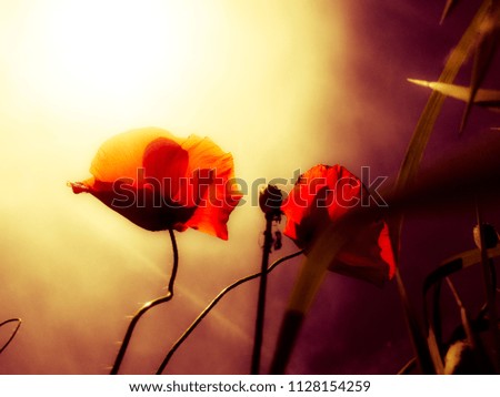 Abstract photo of poppies in the Sun light.