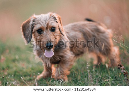 Cute pictures of happy dachshund puppy outdoors.  