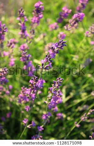 Lavender pattern as background or texture