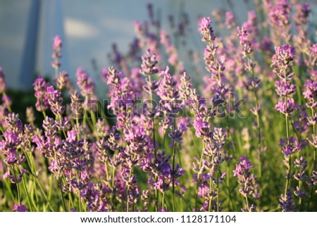 Lavender pattern as background or texture