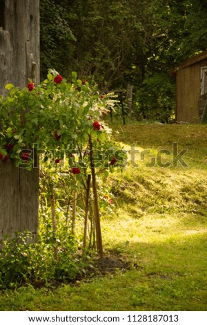 Beautiful sunny, summer evening in old rural garden with wild roses