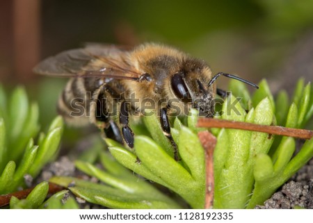 life on meadow and forest, honeybee sitting on green plant, macro photo