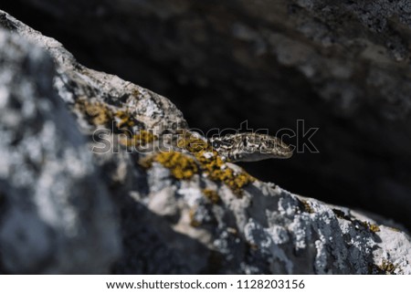 cute lizard taking sun on rock stone. idea and concept of the pristine nature
