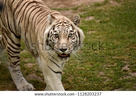 White Tiger in South Africa