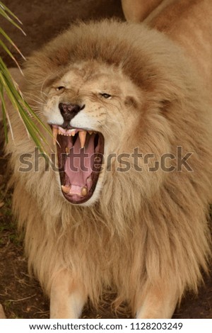 Lion in South Africa