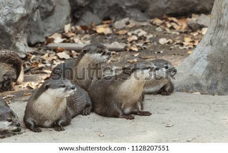 Oriental Small-clawed Otter.