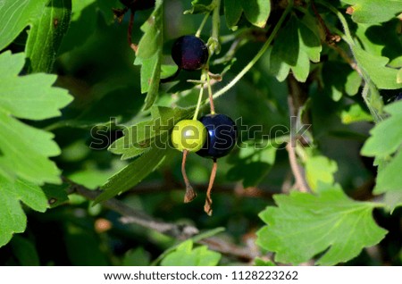 Picture of the black currant harvest on the bush