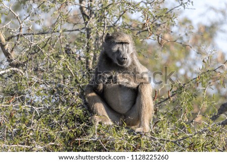 Baboons of the Kruger National Park