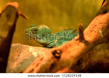 Iguana in South Africa