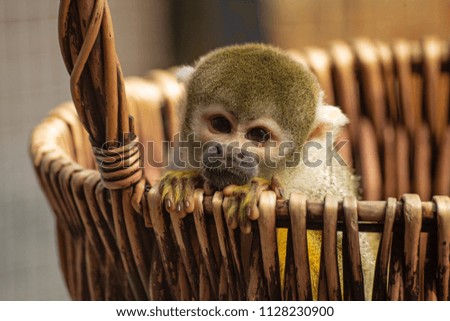 Common squirrel monkey, Saimiri sciureus, is leaning out of a basket. The little monkey has cute fingers, touching snout, and golden fur. Breeding in Leningrad Zoo, St Petersburg, Russia
