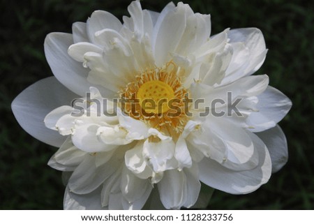white lotus  isolated on natural dark background. Shallow depth.