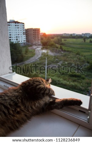 Cat looks at the sunset