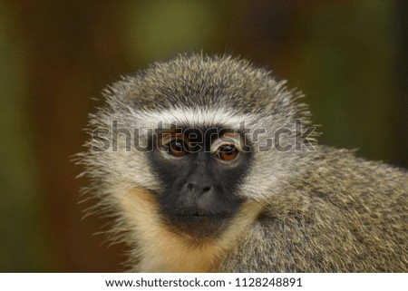 Vervet Monkey in South Africa