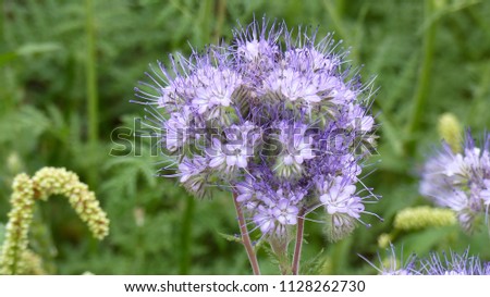 Phacelia tanacetifolia is a species of phacelia known by the common names lacy phacelia, blue tansy or purple tansy. Boraginaceae family. Location: Hanover Distrct, Germanay Royalty-Free Stock Photo #1128262730