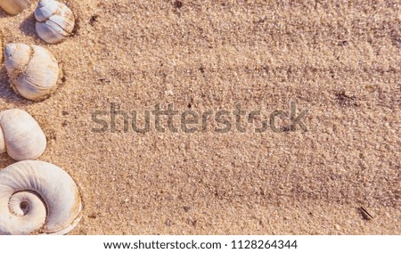 Snail shells on a sand. Background with a text space