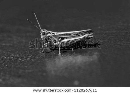 Locusts. One beautiful natural sitting grasshopper locust insect wildlife beauty of nature side view closeup on dark background, horizontal picture
