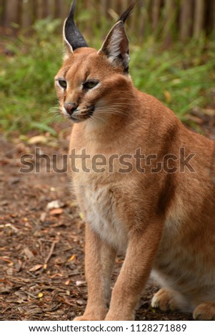 Caracal in South Africa