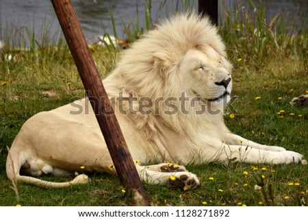 White Lion in South Africa