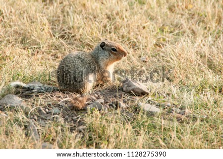 Richardson Ground Squirrel