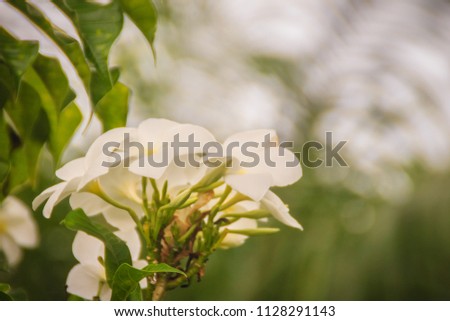 Whit hybrid desert rose flower (Adenium obesum) in the garden. Adenium obesum also known as Sabi star, kudu, mock azalea, impala lily and desert rose.