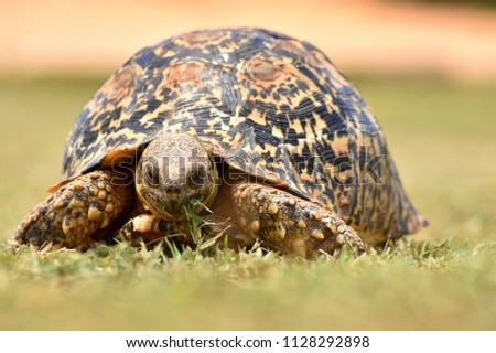 Leopard Tortoise in Addo Nationalpark