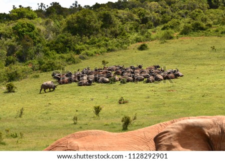 Buffalos in Addo National Park