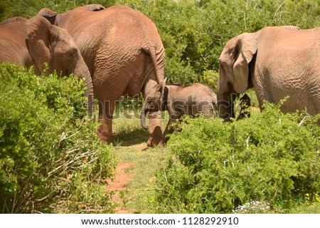 Elephant Fammily in Addo Nationalpark