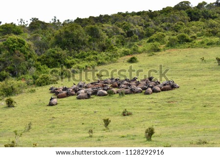 Buffalos in Addo National Park