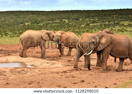 Elephants in Addo Nationalpark