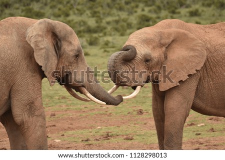 Elephants in Addo Nationalpark