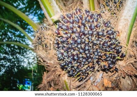 Black bunch of palm oil seeds on tree. Palm oil is an edible vegetable oil derived from the mesocarp (reddish pulp) of the fruit of the oil palms