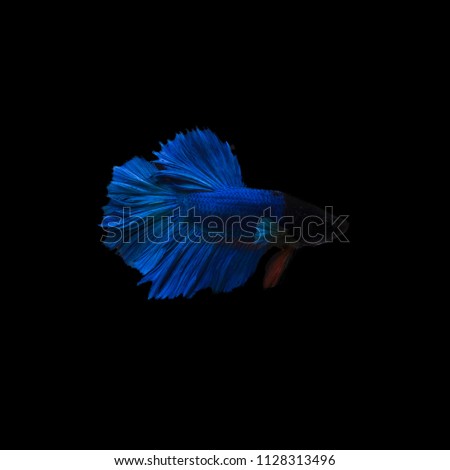 SIAMESE FIGHTING FISH,Betta splendens,isolated on background,blue fish