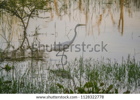 Bird fishing on the lake shore