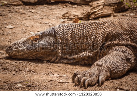 Komodo Dragon Indonesia