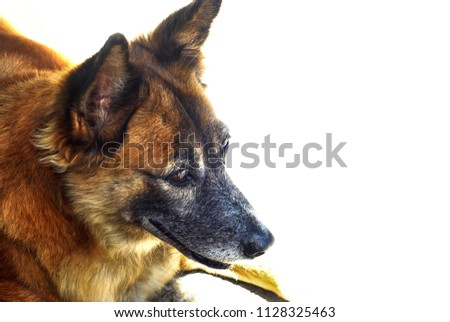 Photo of a dog that that can be used for animal photos and other veterinarian needs