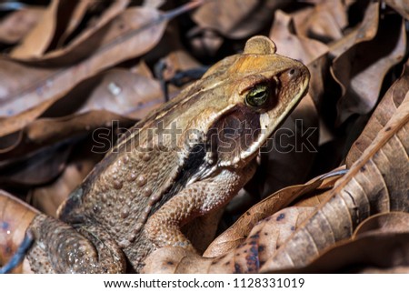Toad photographed in the city of Cariacica, Espirito Santo, Southeast of Brazil. Atlantic Forest Biome. Picture made in 2012.