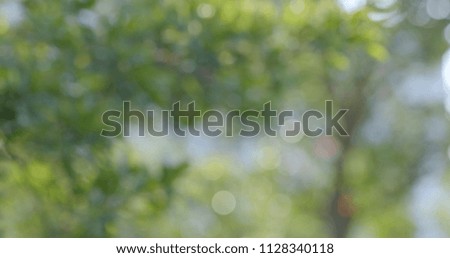 Blur view of green plant and sun flare