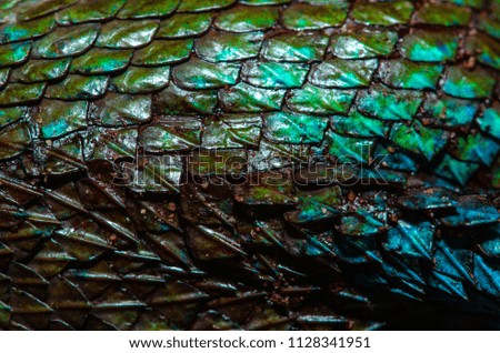 close up Real chameleon skin . Skin texture for your design.