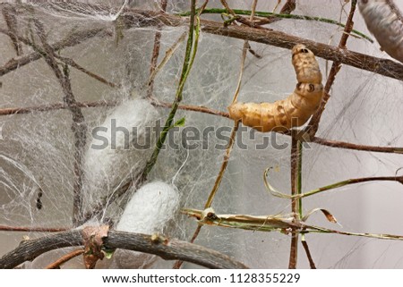 cocoons and silkworm for silk making Royalty-Free Stock Photo #1128355229