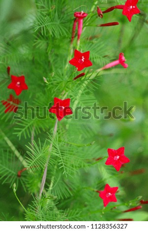 Mini red star flower or Blossom star