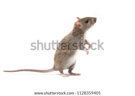 closeup young rat   (Rattus norvegicus) stands on its hind legs and looking up. isolated on white background Royalty-Free Stock Photo #1128359405