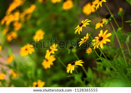 natural backdrop with closeup yellow flowers 