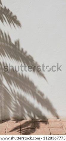 Leaf shadow on wall