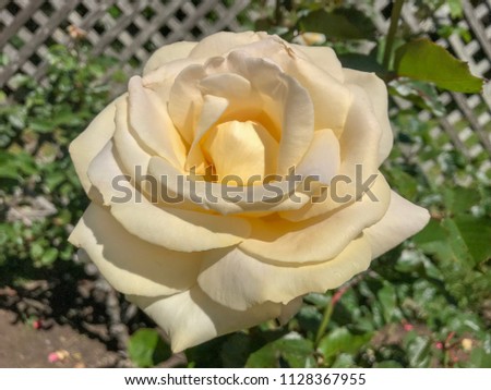 Rose garden, Golden Gate Park, San Francisco, California. Beautiful white rose. Roses symbolize Brightness, cheerfulness and joy.