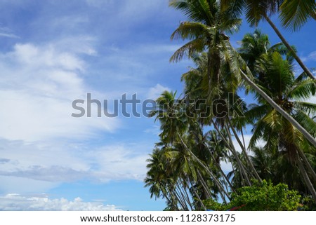 Coconut trees at Paliton Beach on Siquijor Island, Philippines