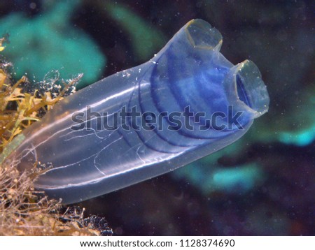 translucent tunicate with blue bands Royalty-Free Stock Photo #1128374690
