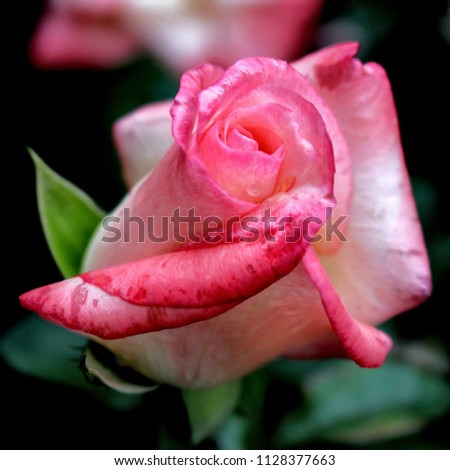 Gorgeous rose in summertime