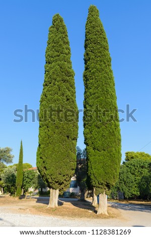 Cupressus sempervirens, common cypress tree Royalty-Free Stock Photo #1128381269