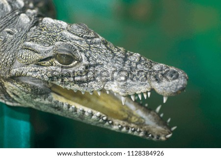 Portrait of a crocodile lying with open mouth. Portrait of a crocodile